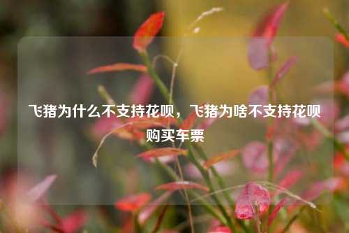 飞猪为什么不支持花呗，飞猪为啥不支持花呗购买车票