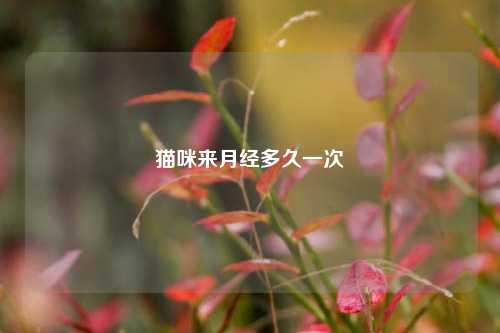 猫咪来月经多久一次