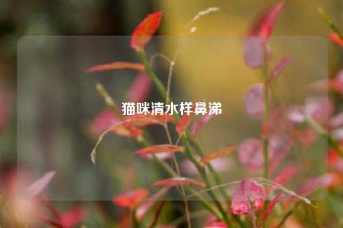 猫咪清水样鼻涕