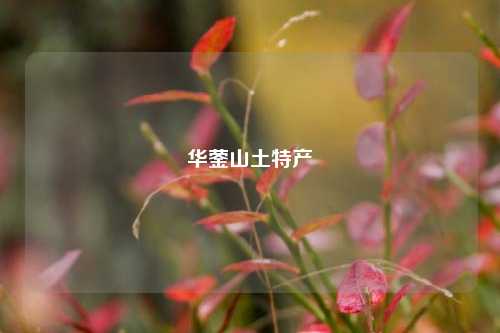 华蓥山土特产