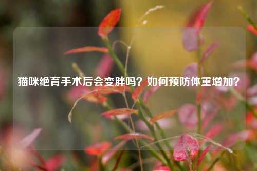 猫咪绝育手术后会变胖吗？如何预防体重增加？