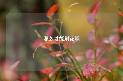 怎么才能刷花呗