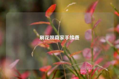 刷花呗商家手续费