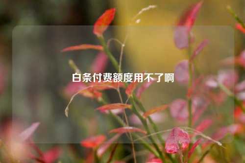 白条付费额度用不了啊